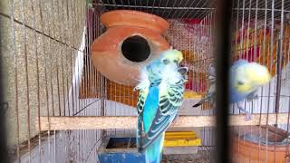 Parakeets Mating and Sounds II Birds Mating parakeet bird budgie lovebird [upl. by Kreda]