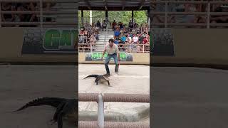 Fearless Alligator Wrangler Grabs Gator by the Tail  Gatorland Adventure gatorland alligator [upl. by Schroder]