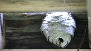 HUGE HORNET NEST REMOVAL  Terrifying [upl. by Iba]