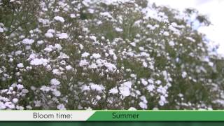 Proven Winners® Gardener Channel Proven Winners® Festival Star Gypsophila [upl. by Killian]