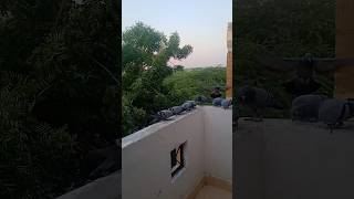 pigeonflying pigeonbirds shortsvideo flyingsoundpigeonfeathersound [upl. by Nylrak]