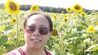 Flower Fields Sunflower Fields  Eleksa Finoy [upl. by Dduj784]