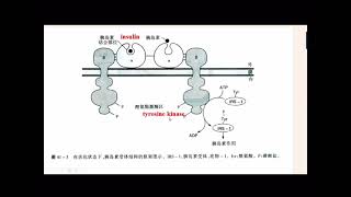 114 Five mechanism of transmembrane signaling [upl. by Zehc]