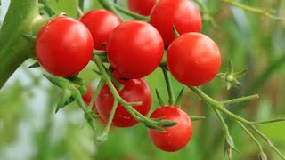 Get the Best Tomatoes EVER with Mitre 10 Easy As Garden Hacks  Mitre 10 Easy As Garden [upl. by Shelly]