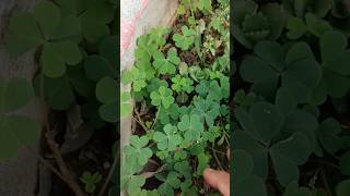 Oxalis plant oxalis science biology plants shorts plantsngardens botany [upl. by Atisusej]