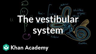 The vestibular system balance and dizziness  Processing the Environment  MCAT  Khan Academy [upl. by Mun]