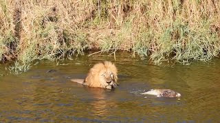 LION gets wet to get food [upl. by Odnumyer]