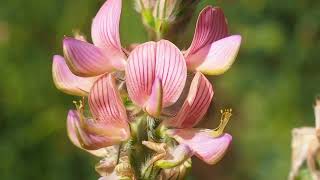 Sainfoin ou Esparcette plante à fleurs roses orangées utilisée comme engrais bio [upl. by Yecaj907]