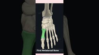 Tarsals Metatarsals Phalanges [upl. by Anedal]