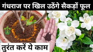 गंधराज के पौधे पर खिलेंगे अनगिनत फूलGardenia Plant CareGandhraj flower plant care amp fertilizer [upl. by Castora]