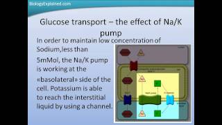 Glucose transport [upl. by Aidan734]