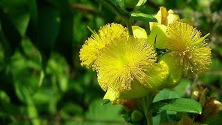 Shrubby St Johns Wort Hypericum prolificum [upl. by Suiluj]