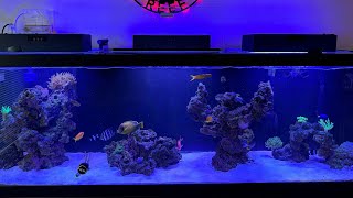 Update Petsmart Aqueon 125 gallon aquarium6 months on the reefDISASTER [upl. by Eelaroc]