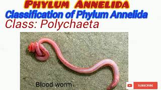 Phylum Annelida Updated [upl. by Nnhoj]