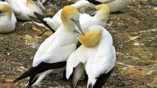 ✿ ڿڰ ✿ AUSTRALASIAN GANNET NESTING COLONY ✿ ڿڰ ✿ [upl. by Eidna]