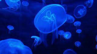 Schermo blu  mare meduse  Ottimo come sfondo notturno per illuminare Buon riposo no suoni [upl. by Rehpetsirhc]