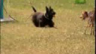 Breed All About It  Scottish Terrier [upl. by Atsocal37]