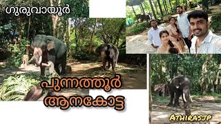 Punnathoor Aanakotta 🐘 🐘 🛕 guruvayoor guruvayoortemple [upl. by Yendirb]