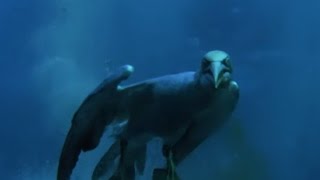 Torpedo Gannet Diving  Natures Great Events w David Attenborough  BBC [upl. by Isla327]