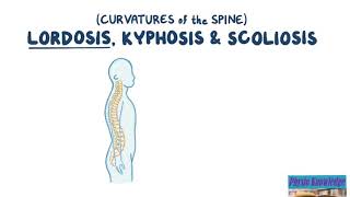 Curvatures of the Spine Lordosis Kyphosis amp Scoliosis [upl. by Augusta]