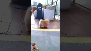 pomeranian poms puppy pomlife dog cute pomskies pets prettypomeranians shortvideo [upl. by Anyek]