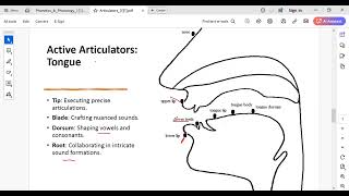 explain classes Phonetics amp Phonology Articulators [upl. by Esydnac619]