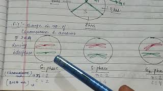 Stages check points in cell cycle phases of mitosis amp meiosis interphase zoologynotes meiosis [upl. by Tecla915]