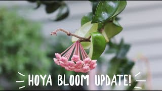 Hoya Plant in Bloom  Care Tips to Promote Hoya Flowers [upl. by Nyraa312]