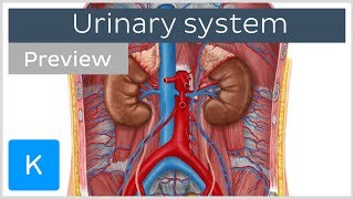 Urinary system organs and functions preview  Human Anatomy  Kenhub [upl. by Alad]