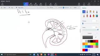 Histology of kidney  part 1 د محمد كامل [upl. by Svend426]