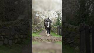 Clydesdale Horse 🐴🐎 horse animals horselover ytshorts youtubeshorts shorts viralvideo [upl. by Cardie]