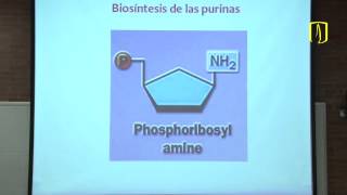 Productos especializados de los aminoácidos y purinas Bioquímica médica [upl. by Tolman636]