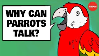 Why can parrots talk  Grace SmithVidaurre and Tim Wright [upl. by Emyaj]