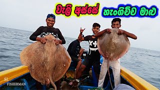 Stingrayfish Catching In The Sea Morning Fishing [upl. by Malchus]