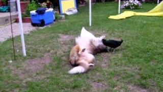 Duck Duck Dog sheltie playing with ducks [upl. by Ainav386]