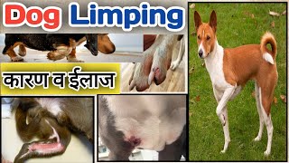 Reasons your dog may be limping and what to do [upl. by Esorylime711]