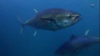 Trailer Atlantic Bluefin Tuna Sustainability at Risk  WWF [upl. by Onitnerolf]