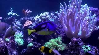 Moorish Idol feeding at Cescas Reef [upl. by Stavro]