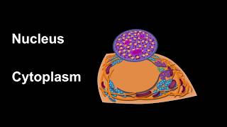 2 IFA Pattern recognition amp HEp2 cell components [upl. by Joella809]