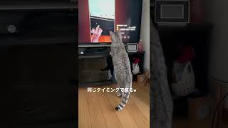 海老蔵君が海老蔵君を見ていますw cat 元野良猫 保護猫 猫のいる暮らし [upl. by Yeliac]