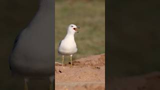 Desert Gull  Ultimate Survivor survival [upl. by Ronda377]