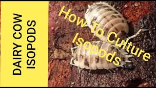 How To Breed ISOPODS 2019  The DAIRY COW ISOPODS [upl. by Adlen]