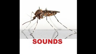 Mosquito Sound Effects with drawing [upl. by Ttocs274]