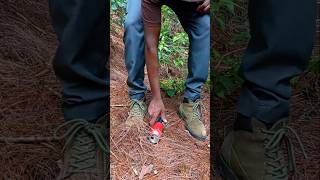 Survival in Forest Egg Cooking shortvideo bushcraftsurvival viralvideo [upl. by Notlim]