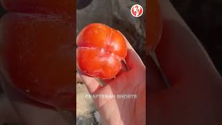 Rapid Ripening Method for Tomatoes and Persimmons [upl. by Yud381]