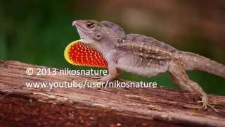 Brown Anole doing its war dance  sticking tongue out [upl. by Demetre]