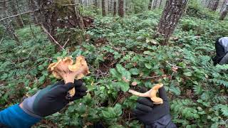 Chanterelle Mushroom Hunting Oregon costal range [upl. by Joktan]