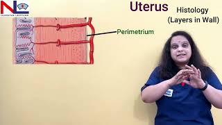 Uterus  Female internal genital organ  Nursing Lecture [upl. by Rustin]