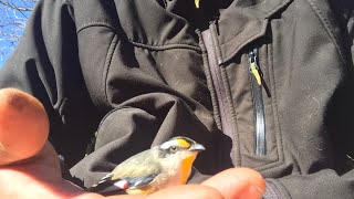 Visit from a delirious striated pardalote [upl. by Adnarom328]