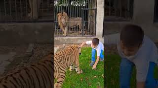 Kid Playing with Bengal Tiger  Nouman Hassan [upl. by Delaney864]